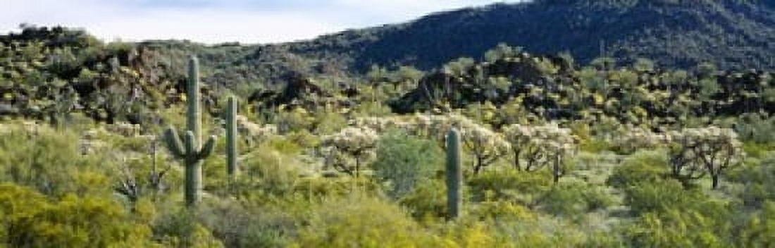 Saguaro cactus (Carnegiea gigantea) in a field Sonoran Desert Arizona USA Canvas Art - Panoramic Images (18 x 6)