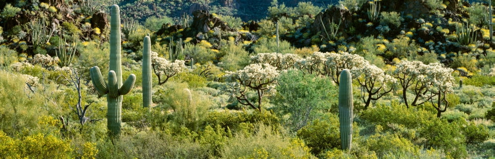 Saguaro cactus (Carnegiea gigantea) in a field Sonoran Desert Organ Pipe Cactus National Monument Arizona USA Canvas Art - Panoramic Images (36 x 12)