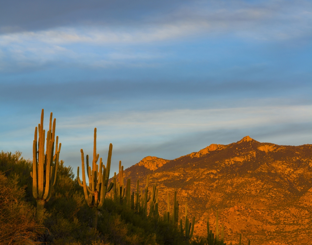Saguaro cactus (Carnegiea gigantea) on Santa Catalina Mountains at sunset Catalina State Park Arizona USA Canvas Art - Panoramic Images (36 x 29)