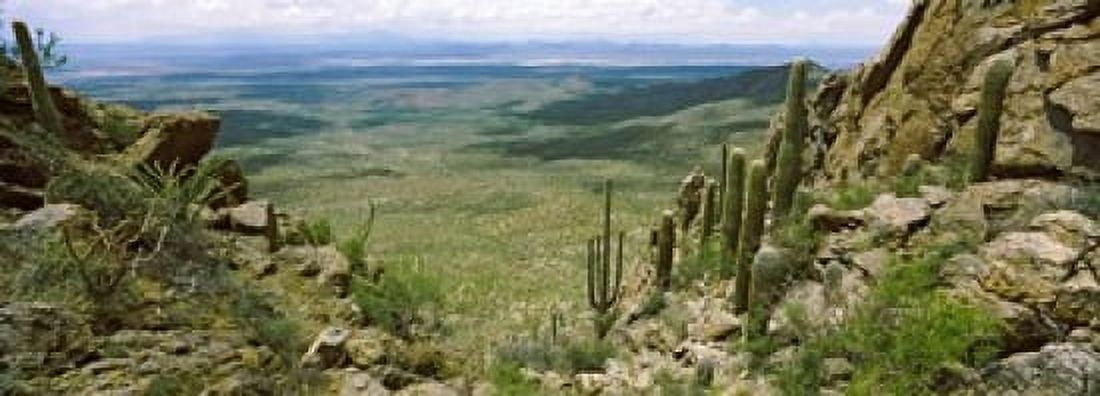 Saguaro cactus on a hillside Tucson Mountain Park Tucson Arizona USA Canvas Art - Panoramic Images (18 x 7)