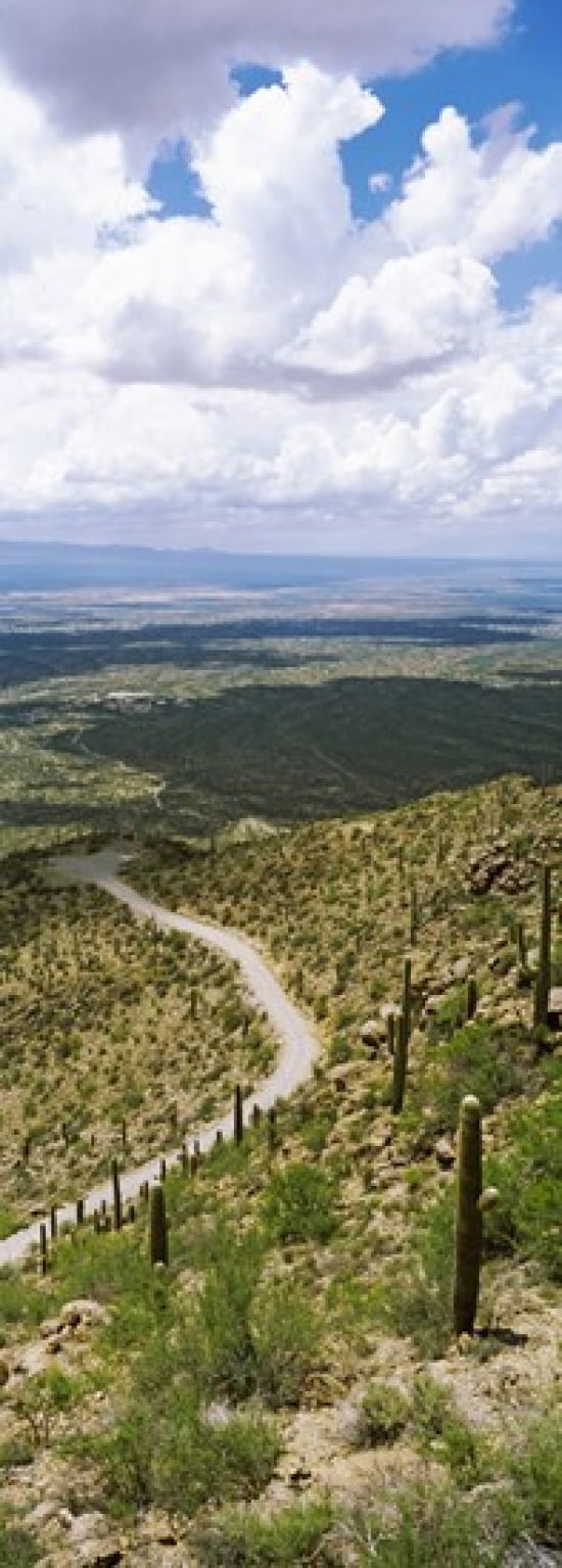 Saguaro cactus on a hillside Tucson Mountain Park Tucson Arizona USA Canvas Art - Panoramic Images (36 x 13)