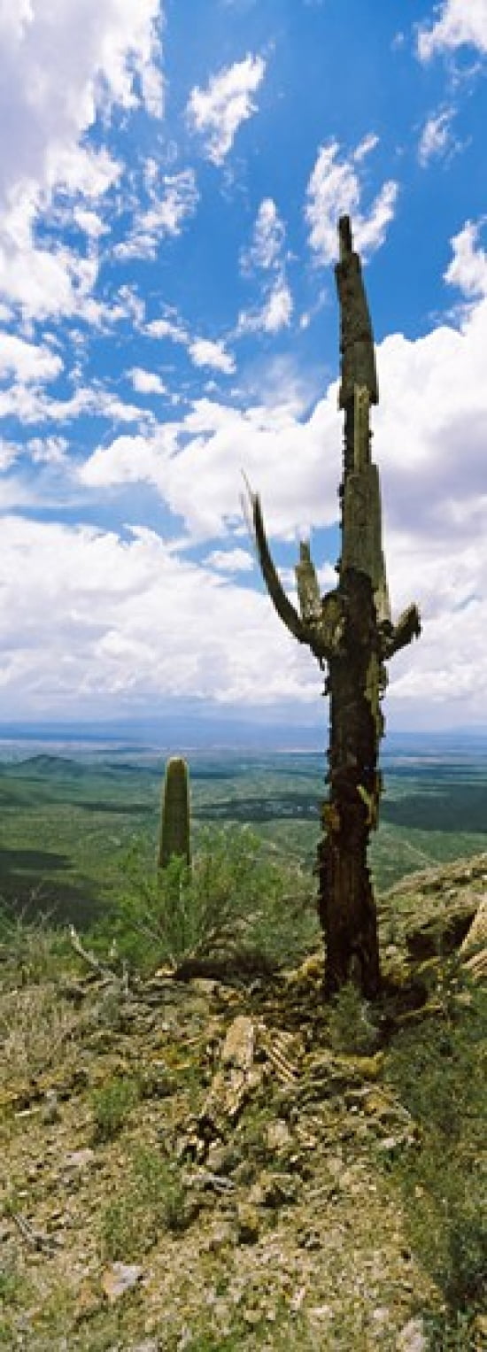 Saguaro cactus on a hillside Tucson Mountain Park Tucson Arizona USA Canvas Art - Panoramic Images (36 x 13)