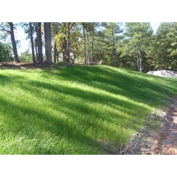 Sahara Bermuda Grass Seed - 10 Lbs.