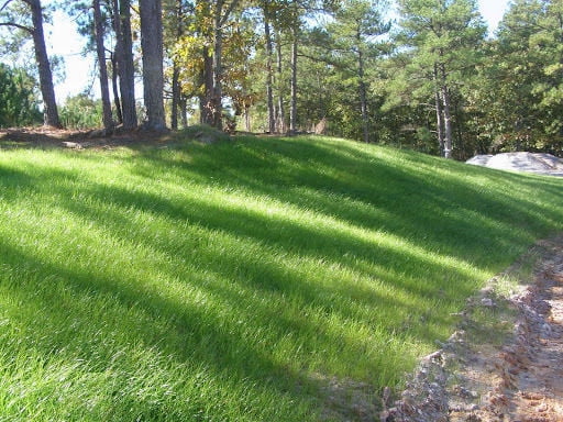 Sahara Bermuda Grass Seed Coated - 2 Lbs. (Plants - 1000 Sq.ft ...