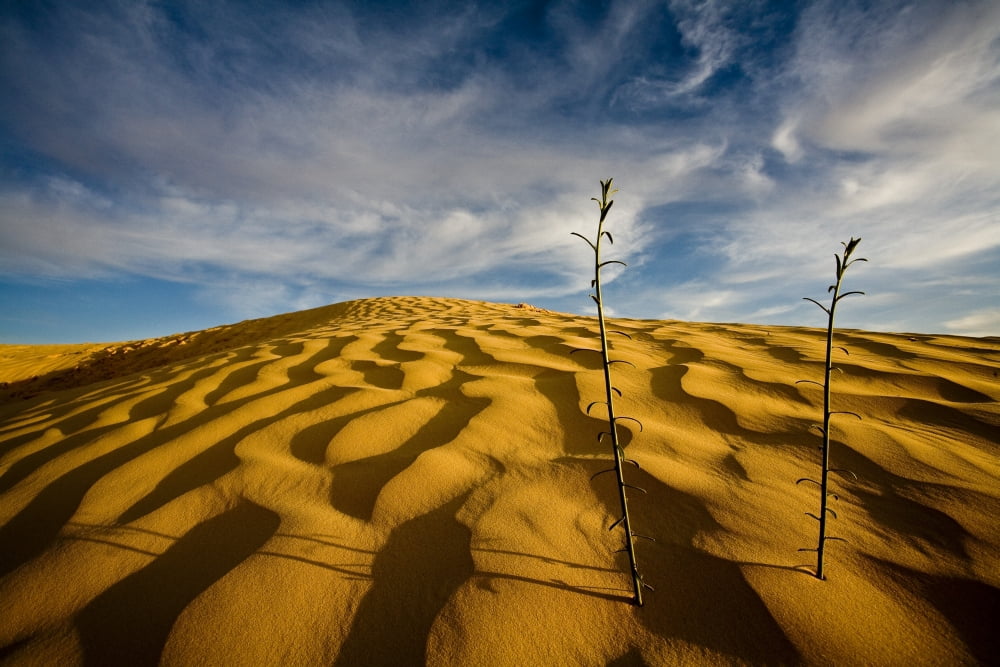 Sahara Desert Tunisia Africa Canvas Art - David DuChemin Design Pics (38 x 24)