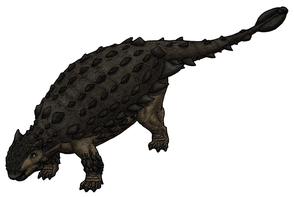 Saichania a Mongolian ankylosaurid from the Cretaceous Period Canvas Art - Vitor SilvaStocktrek images (35 x 23)