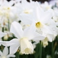 thumbnail image 1 of Sailboat Miniature Daffodil Flower Bulbs - 5 Bulbs per Pack - Deer Resistant - Good as Cut Flowers - Naturalizing - Perennializing - Easy to Grow Live Plants - Outdoor Garden, 1 of 4