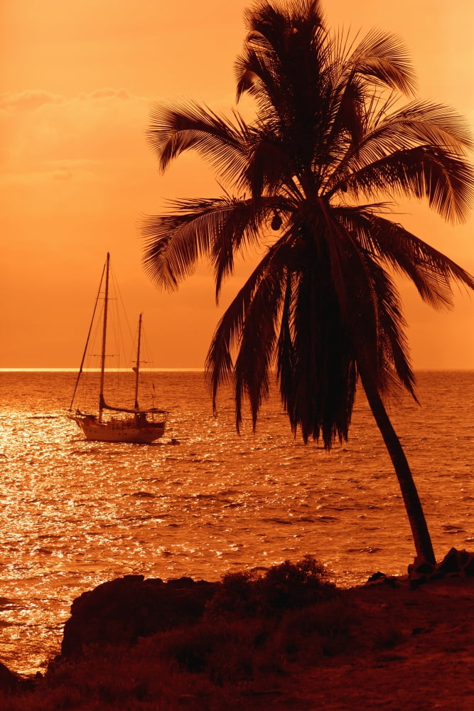 Sailboat and palm tree at sunset Kihei Maui Hawaii United States of America Canvas Art - Ron Dahlquist Design Pics (12 x 19)