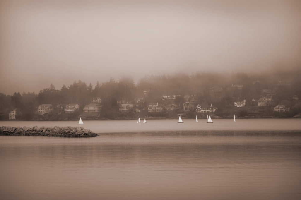 Sailboats In Victoria British Columbia Canvas Art - Misty Bedwell Design Pics (34 x 22)