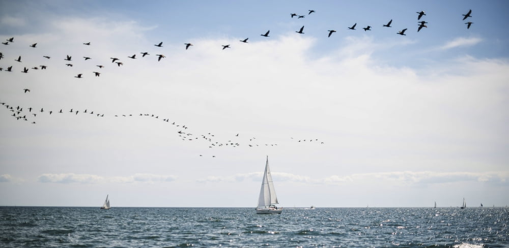 Sailboats cruise the waters of Lake Ontario as a flock of water birds take to the air Toronto Ontario Canada Canvas Art - James MacDonald  Design Pics (30 x 15)