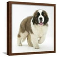 thumbnail image 1 of Saint Bernard Puppy, Vogue, Animals Framed Art Print Wall Art by Mark Taylor Sold by Art.Com, 1 of 6