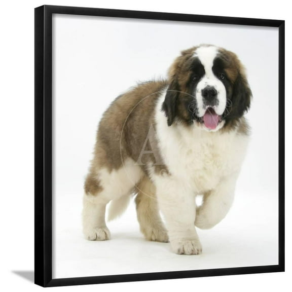 Saint Bernard Puppy, Vogue, Animals Framed Art Print Wall Art by Mark Taylor Sold by Art.Com