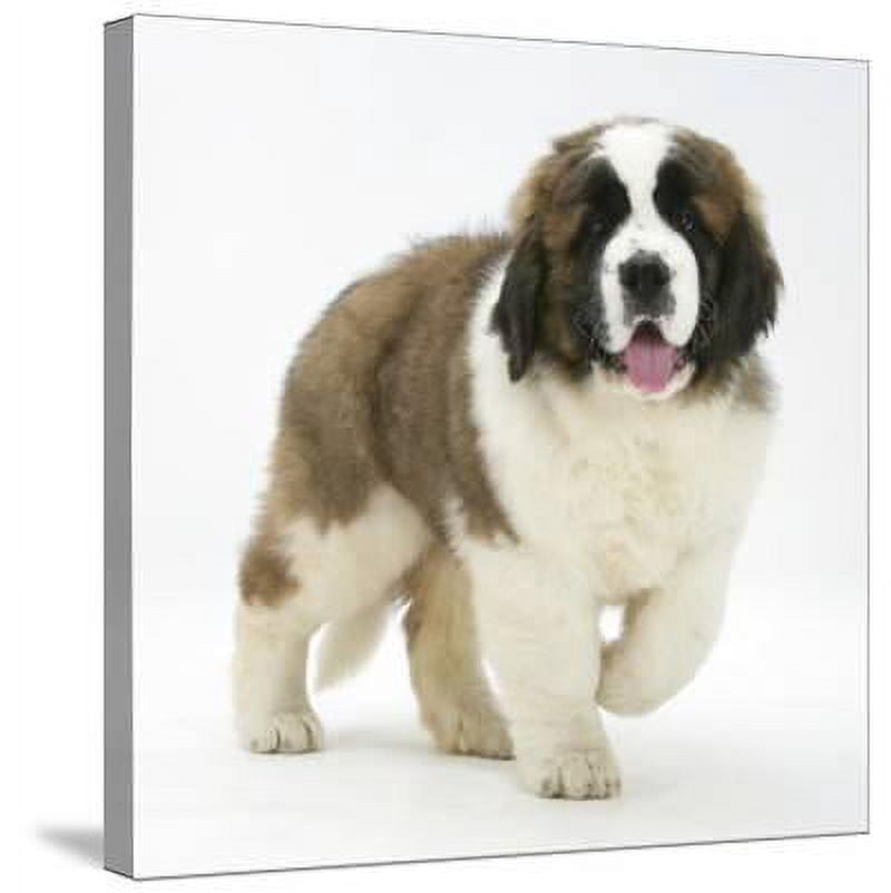 Tenture Murale Tissée Jacquard – Puppy Loves Stretched Panel – 24x25 Pouces – Chien