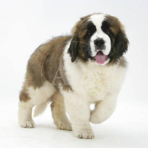 Saint Bernard Puppy, Vogue, Animals Unframed Photographic Print Wall Art by Mark Taylor Sold by ArtCom