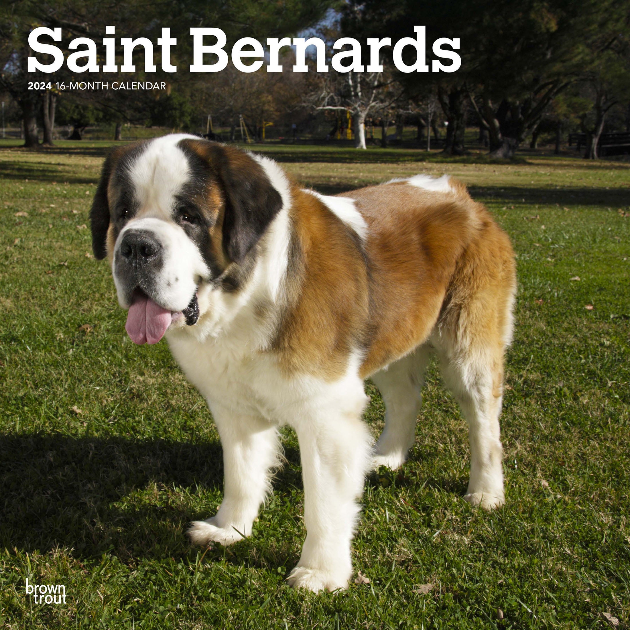 Saint Bernards | 2024 12x24" (Hanging) Square Wall Calendar | BrownTrout