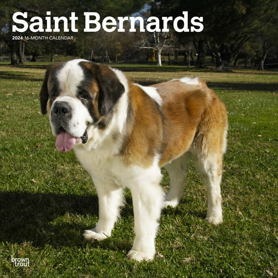 Saint Bernards | 2024 12x24" (Hanging) Square Wall Calendar | BrownTrout
