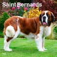 thumbnail image 1 of Saint Bernards | 2025 12x24" (Hanging) Square Wall Calendar | BrownTrout, 1 of 9