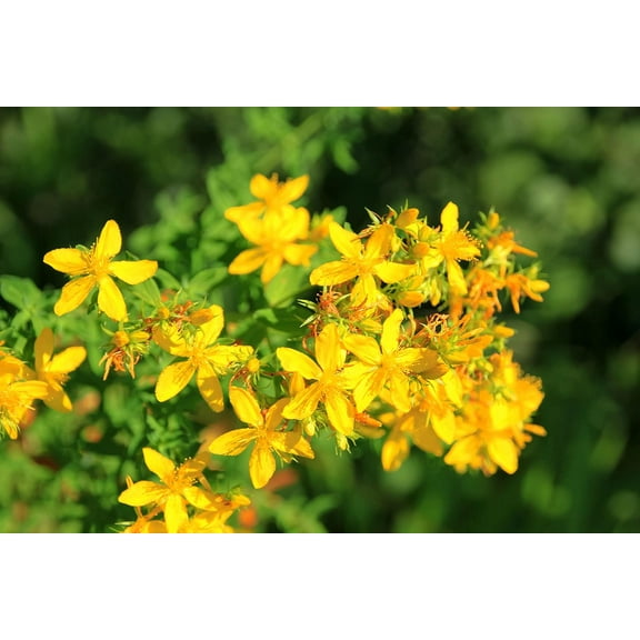Saint Johns Wort Seeds (Hypericum perforatum) - 8,000 Organic Seeds (1 gram) by Smoke Camp Crafts