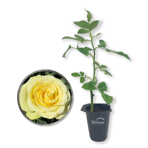 Saint Patrick Rose Bush - 1 Live Starter Plant - Beautiful Colorful Hybrid Tea Rose - Versatile Beauty with Large Greenish to Golden Blooms