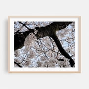 Sakura Blooming - Tokyo Japan Photography Cherry Blossom Floral Nature Botanical Garden Scenic Oak Framed Wall Art Print 16 x 20 inches