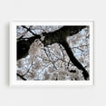 thumbnail image 1 of Sakura Blooming - Tokyo Japan Photography Cherry Blossom Floral Nature Botanical Garden Scenic White Framed Wall Art Print 6 x 8 inches, 1 of 1