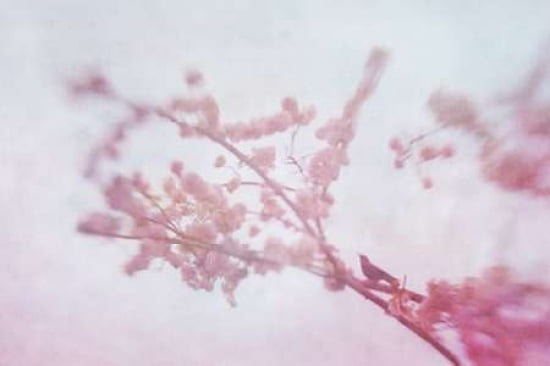 Sakura Crow Canvas Art - Roberta Murray (24 x 36)