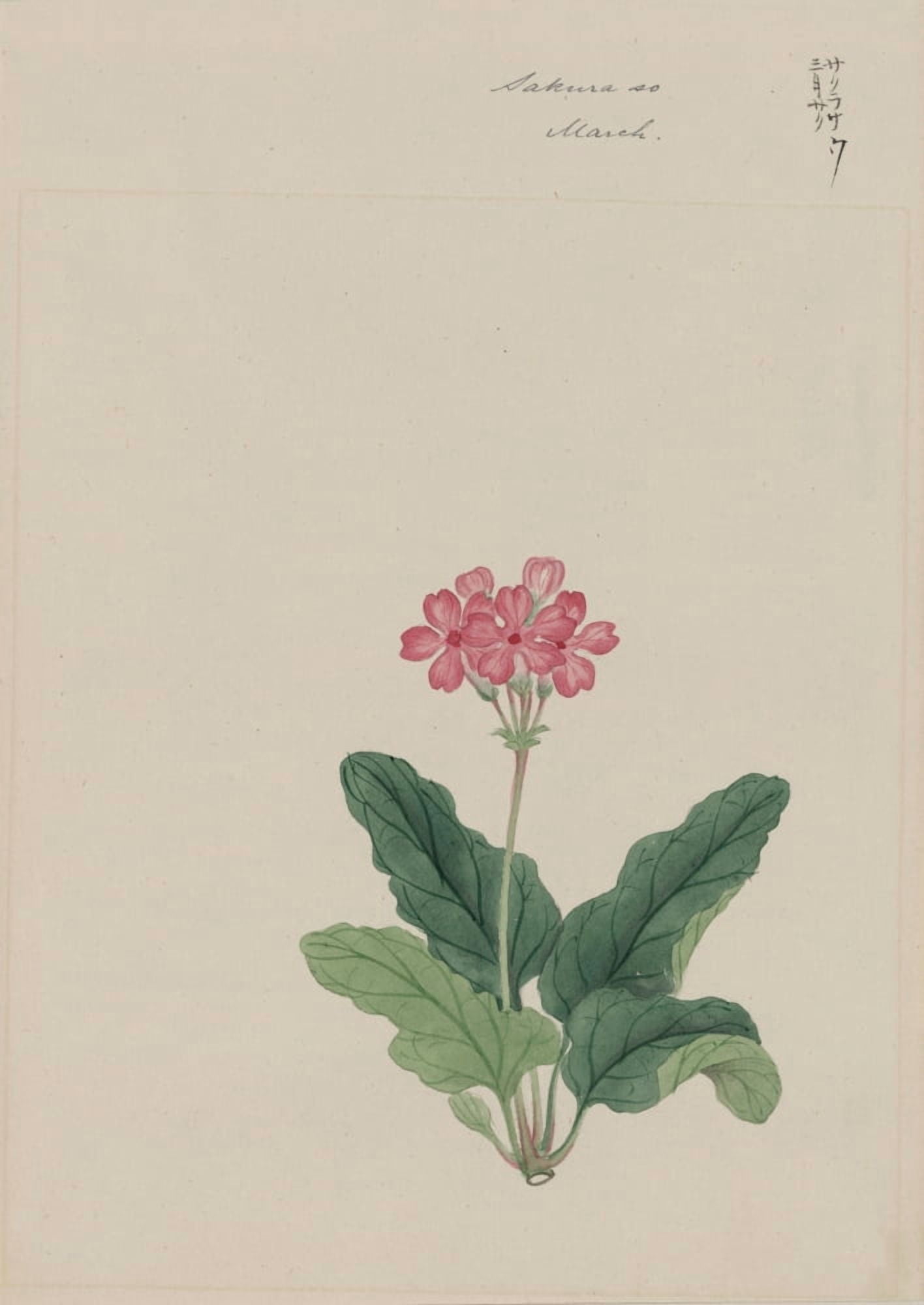 Sakura so (primrose) c1870 Canvas Art - Unknown (18 x 24)