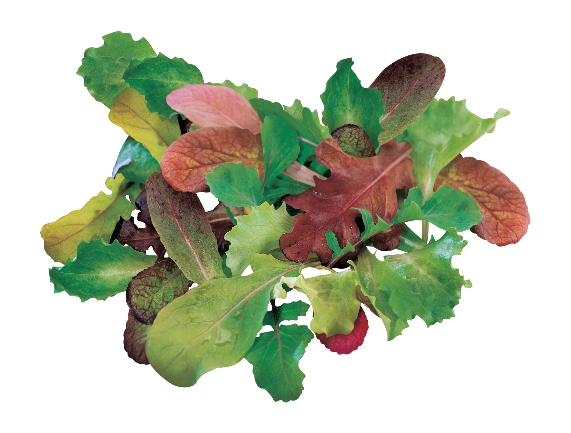 Salad Mix Mesclun Seeds 1800 seeds