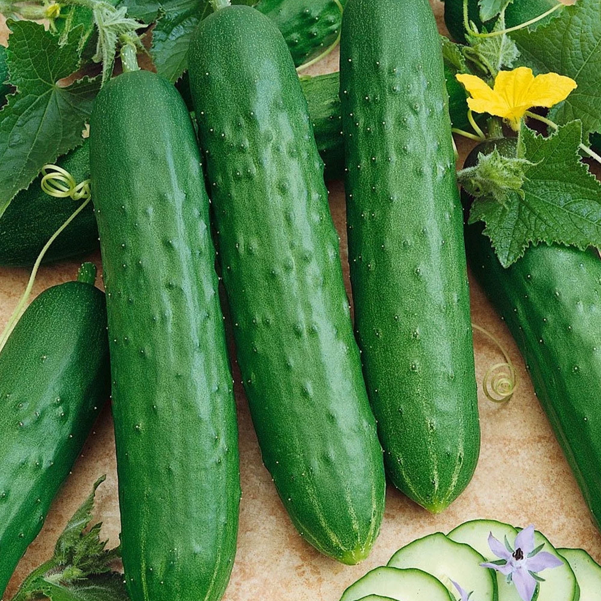 Saladmore Bush Hybrid F1 Cucumber - 1/4 LB Bulk ~2,800 Seeds - Hybrid ...