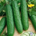 thumbnail image 1 of Saladmore Bush Hybrid F1 Cucumber - 1 g ~30 Seeds - Hybrid F1, Non-GMO, Farm & Vegetable Gardening Seeds, 1 of 7