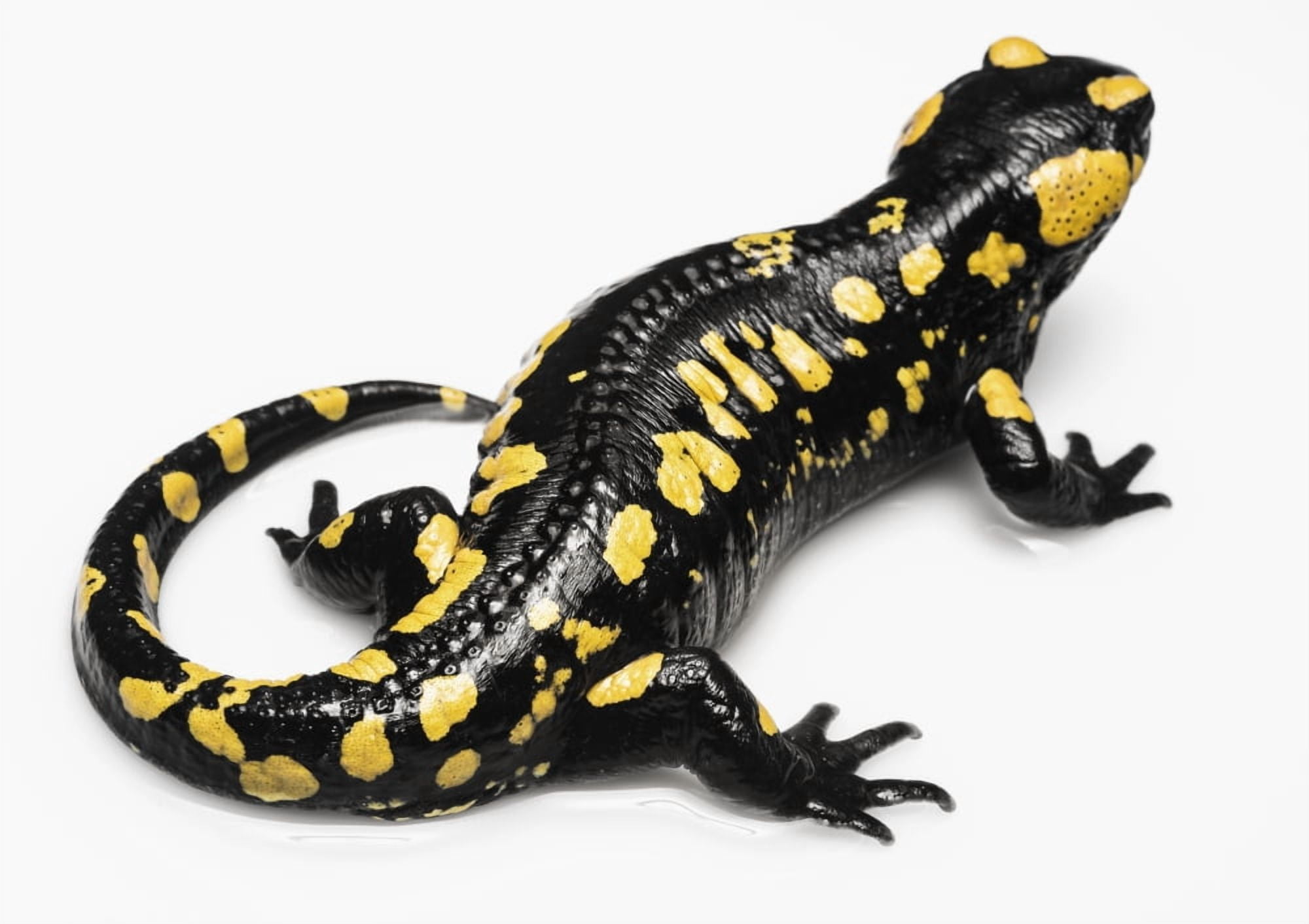 Salamander (Caudata) on a white background Tarifa Cadiz Andalusia Spain Canvas Art - Ben Welsh Design Pics (19 x 13)