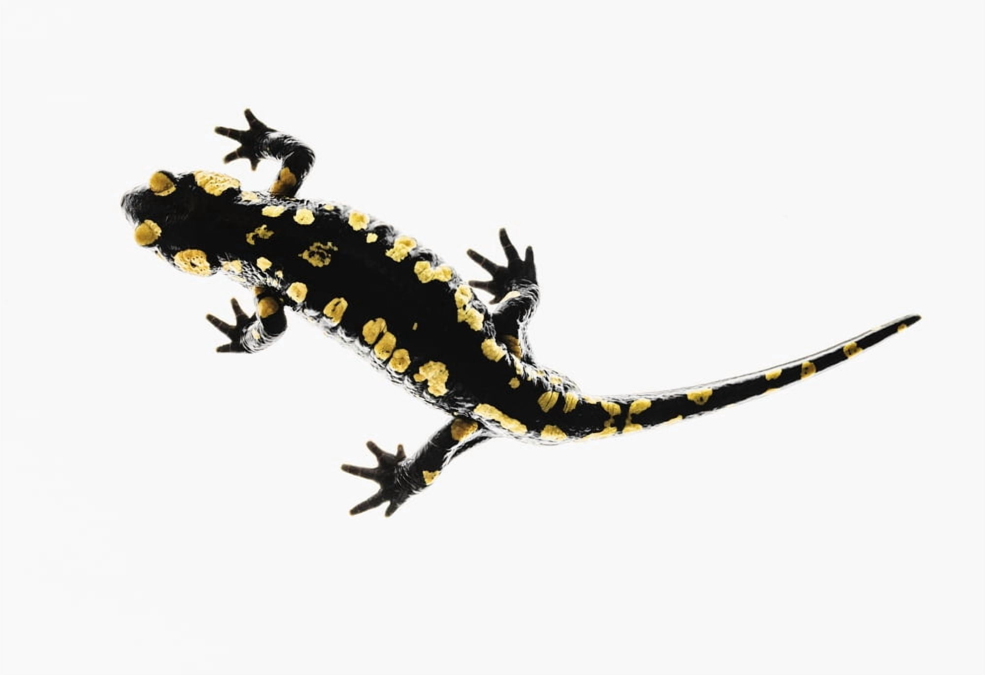 Salamander (Caudata) on a white background Tarifa Cadiz Andalusia Spain Canvas Art - Ben Welsh Design Pics (38 x 26)
