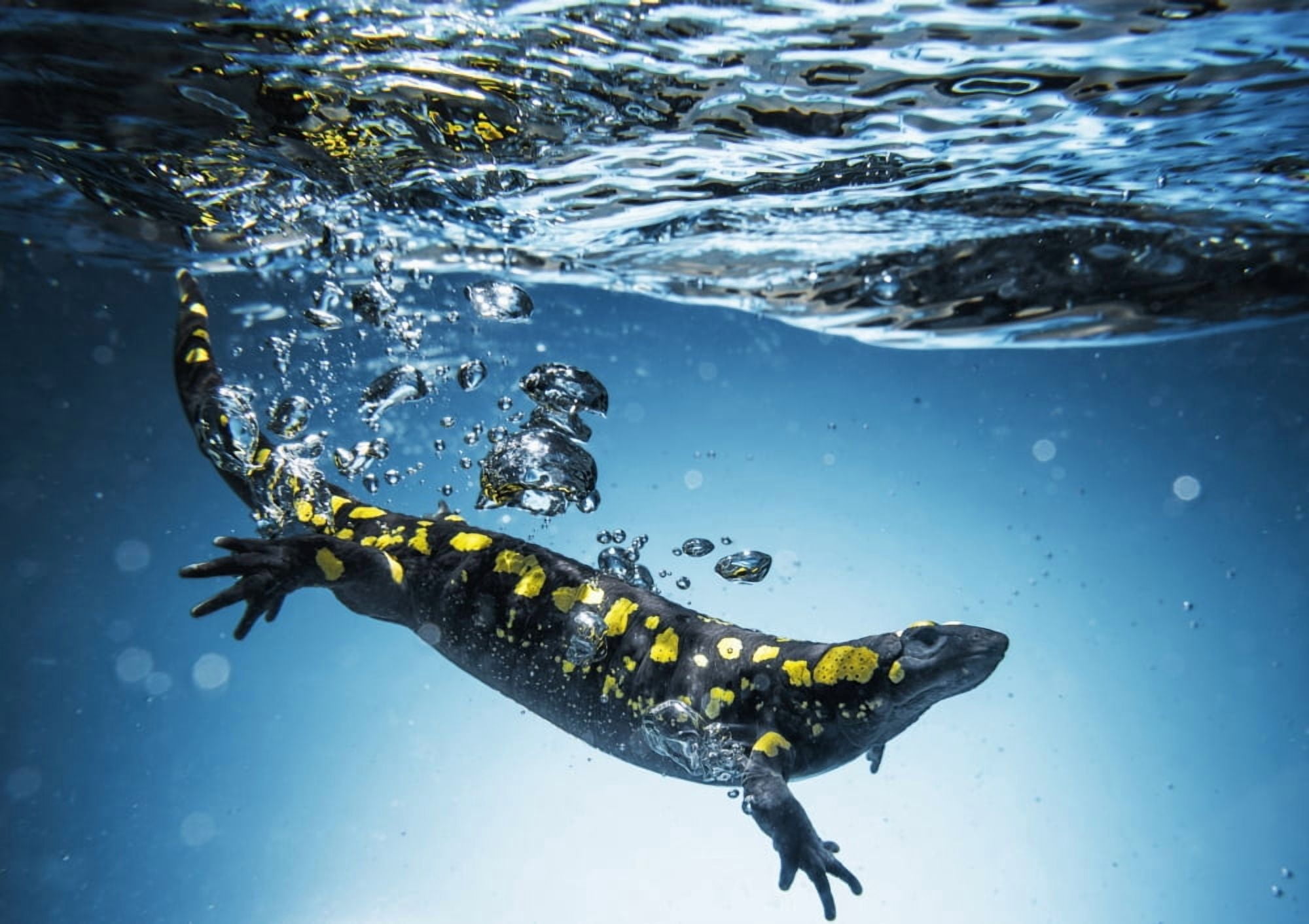Salamander (Caudata) swimming in water Tarifa Cadiz Andalusia Spain Canvas Art - Ben Welsh Design Pics (19 x 13)