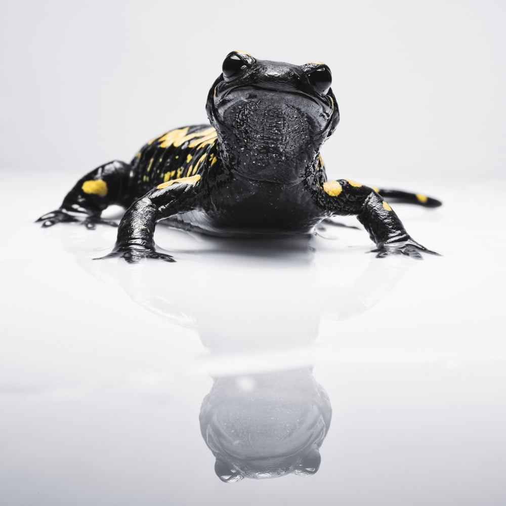 Salamander (Caudata) with its reflection on a white surface Tarifa Cadiz Andalusia Spain Canvas Art - Ben Welsh Design Pics (24 x 24)