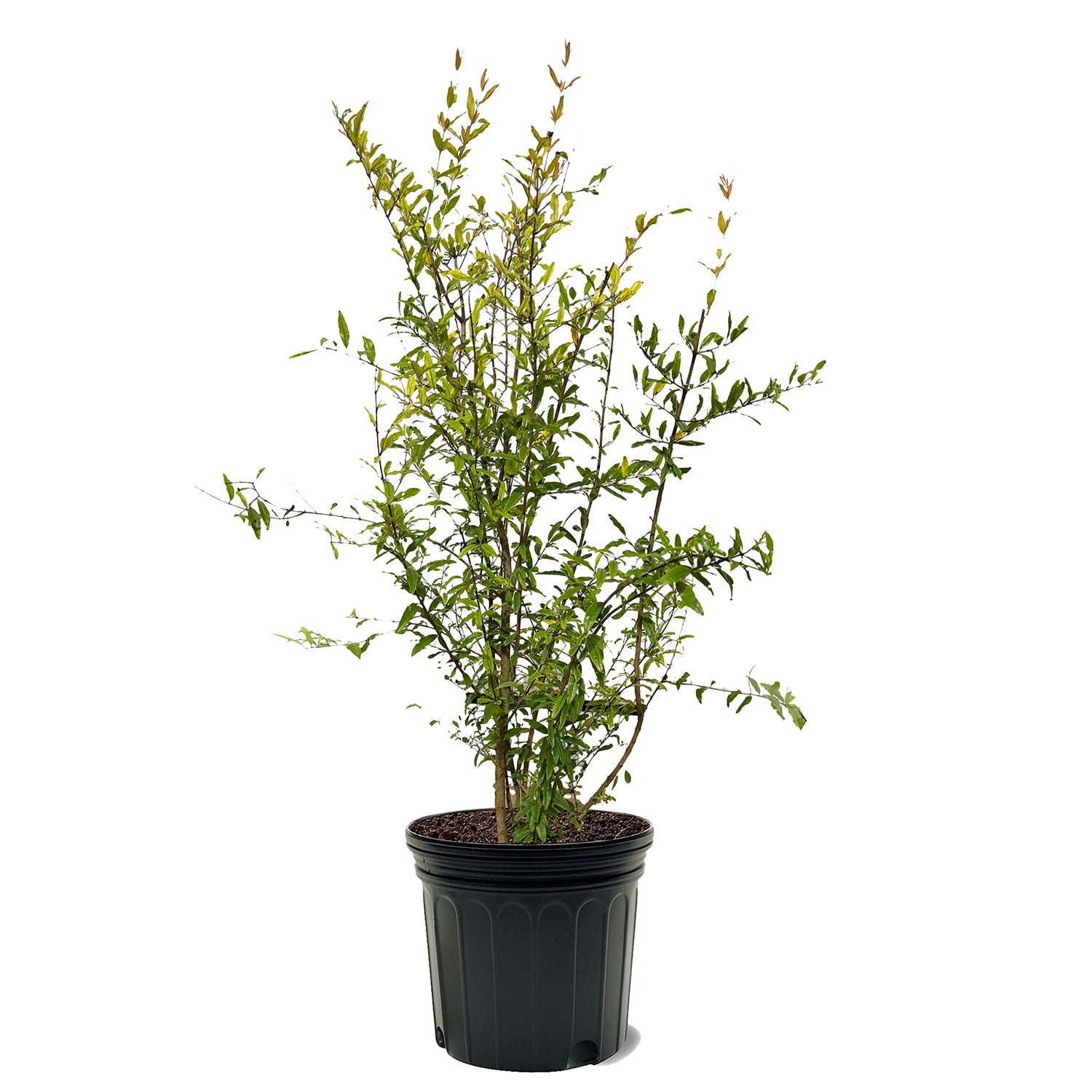 Expert Gardener 3-4 ft tall Salavatski Pomegranate Live Tree in 7-Gallon Grower Pot