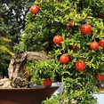 thumbnail image 1 of Salavatski Pomegranate Tree Live Plant in 4'' Pot, 8-10'' Tall, Hardy Red Pomegranate Bush, Edible Fruit Bearing Tree, 1 of 5