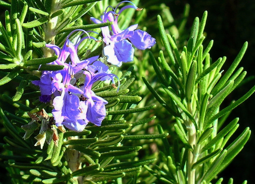 Salem Rosemary Plant - Indoors or Out - 4