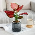 thumbnail image 1 of Sales Today Clearance! Gosuguu Transparent Hydroponic Flower Pots, Small Plastic Potted Pots for Indoor Use, Clear Desktop Hydroponic Plantsers, Perfect for Green Lovers, Flower Pots for Decor, 1 of 6