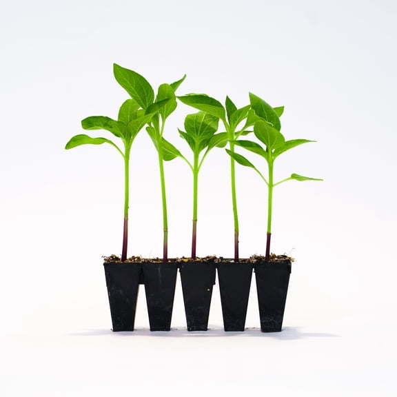 Salinas Nursery Live Sunflower Plants, White Lite Pollenless Variety, 5 Rooted Seedlings Ready to Transplant