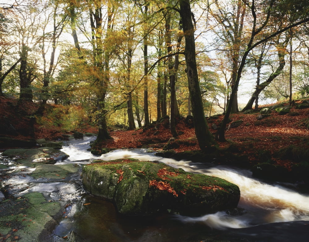 Sally Gap County Wicklow Ireland Creek In Woods In Autumn Canvas Art - The Irish Image Collection  Design Pics (34 x 26)