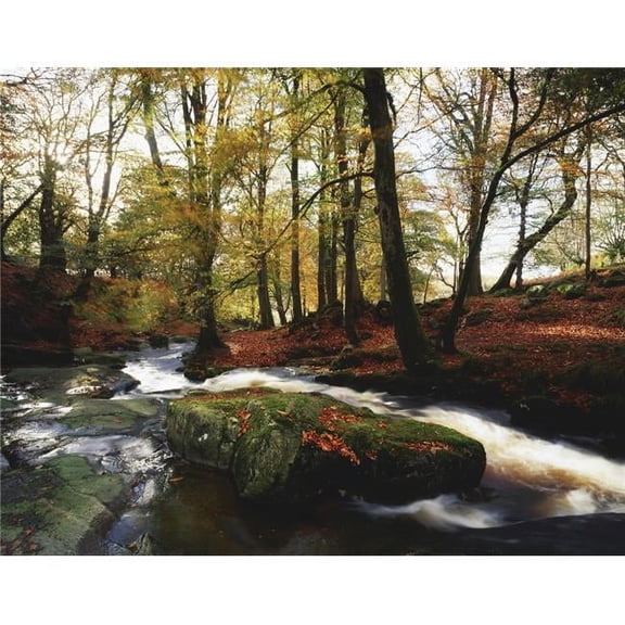 Sally Gap County Wicklow Ireland - Creek in Woods in Autumn Poster Print by The Irish Image Collection - 34 x 26 - Large