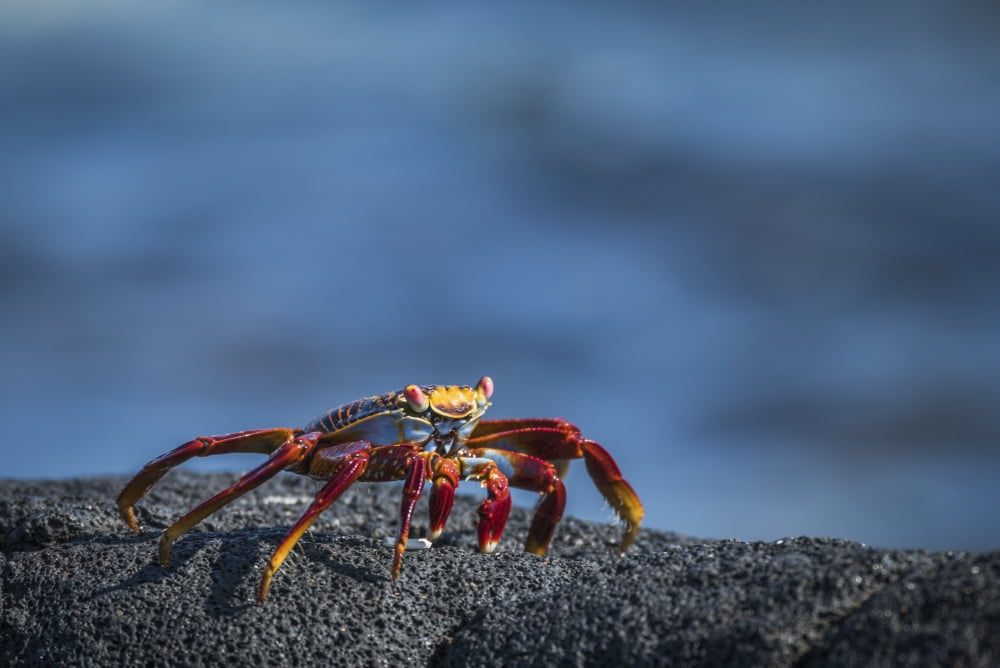 Sally Lightfoot crab (Grapsus grapsus) on grey volcanic rock Galapagos Islands Ecuador Canvas Art - Nick Dale Design Pics (38 x 24)