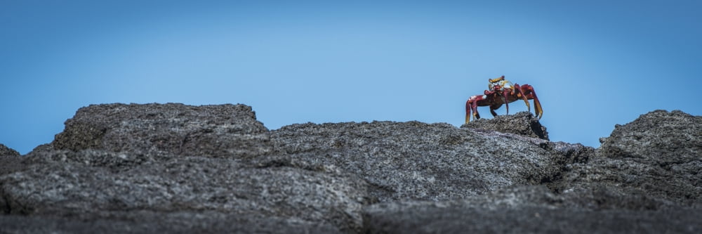 Sally Lightfoot crab (Grapsus grapsus) on rocky horizon Galapagos Islands Ecuador Canvas Art - Nick Dale Design Pics (25 x 8)