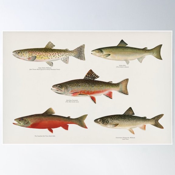 Salmon And Trout Poster Wall Art, Modern Wall Decor For Living Room Bedroom UNFRAMED POSTER