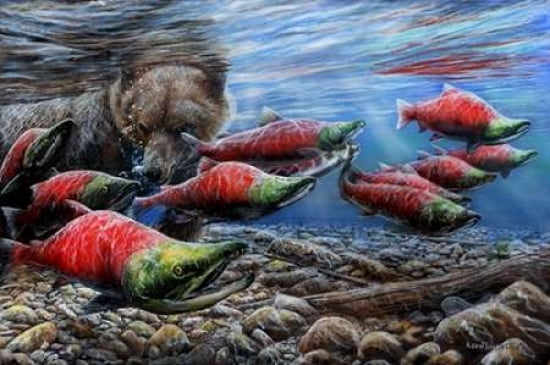 Salmon Canvas Art - Kevin Daniel (24 x 36)