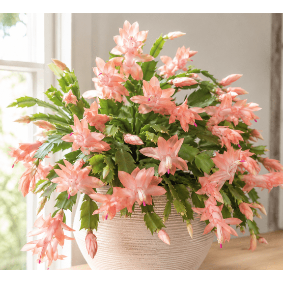 Salmon Christmas Cactus Live Plant, Schlumbergera Flowering Succulent Houseplant, 3 Inch Pot, 2 Plants Per Pot, for Indoor Containers