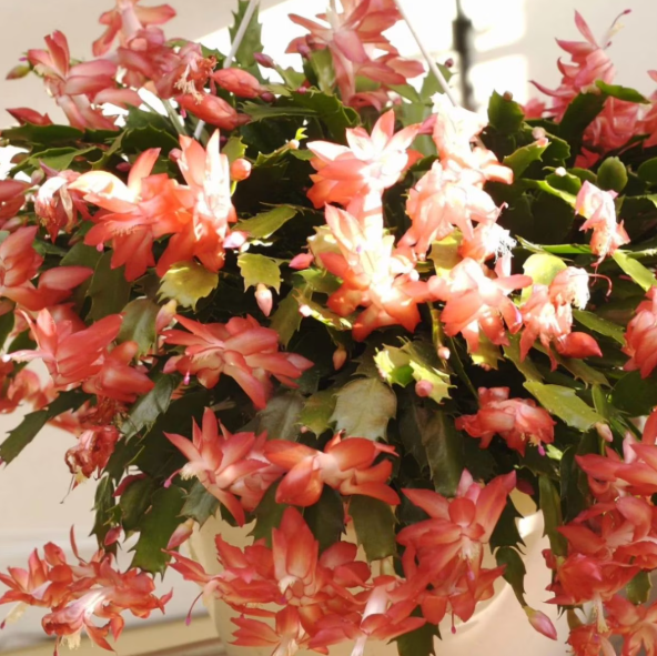 Salmon Christmas Cactus Live Plants, Holiday Cactus Plants Schlumbergera Flower Plants for Indoor Outdoor 4 to 6 Inc Tall, 2 Plants Per Pot