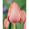 Salmon Impression Darwin Hybrid Tulip 10 bulbs