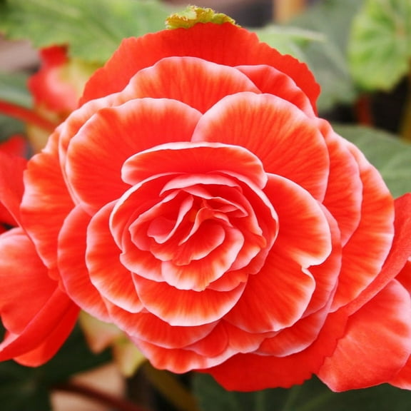 Salmon Lace Picotee Begonia Flower Bulbs - 3 Tubers per Pack - Deer Resistant - Grows Well In Containers - Easy to Grow Live Plants - Outdoor Garden - Part to Full Shade