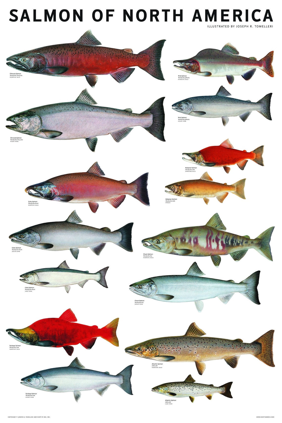 Salmon Of North America Nature Field Guide Art Poster , Poster Print ...